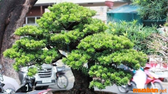 Cây Tùng La Hán dáng uốn cong, mềm mại và uyển chuyển