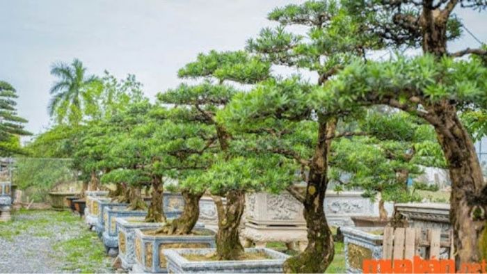 Cây Tùng La Hán biểu trưng cho phồn vinh và thịnh vượng