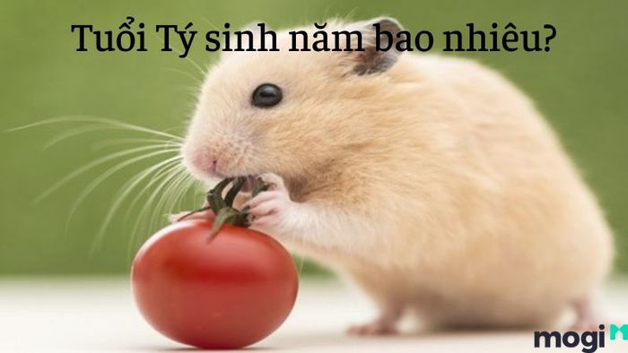 Tuổi Tý là con gì?