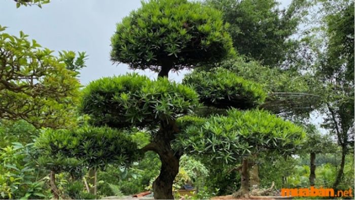 Cây Tùng La Hán dáng thẳng