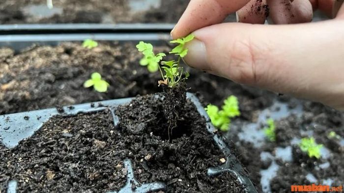 Hướng dẫn trồng cây dương xỉ trong chậu