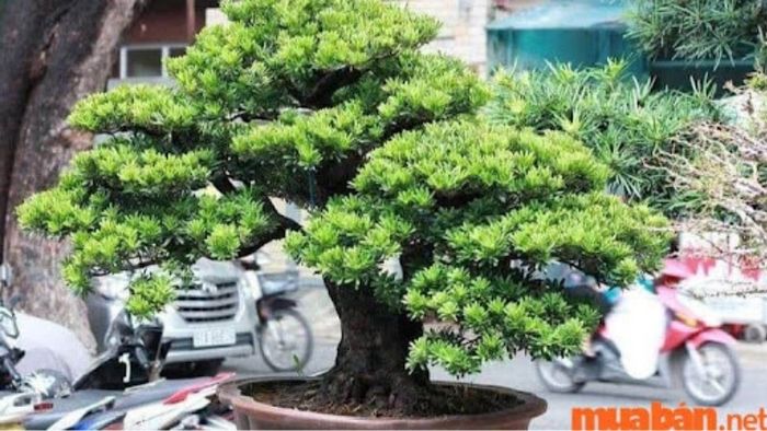 Nguồn gốc và đặc điểm nhận diện của cây Tùng La Hán