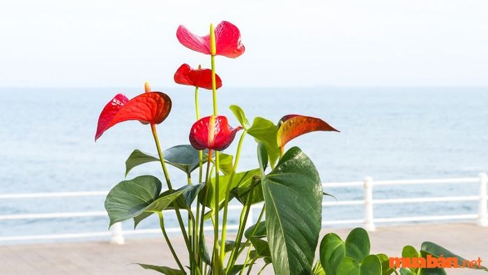 Hoa hồng môn đỏ rực rỡ, nổi bật trong không gian