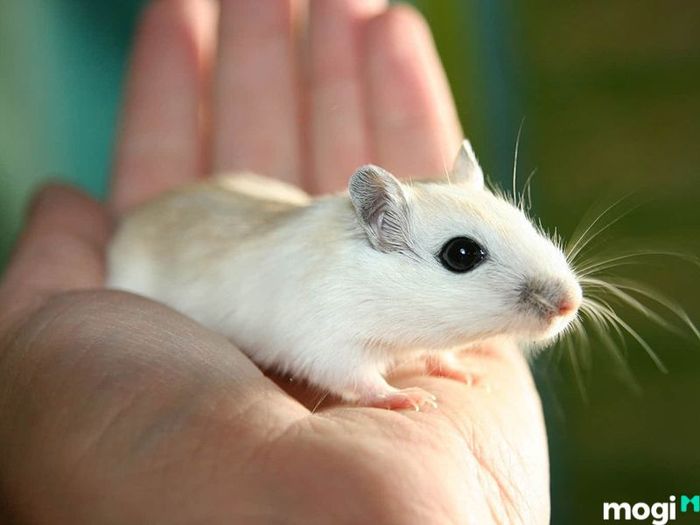 Giấc mơ thấy chuột có thể liên quan đến nhiều con số khác nhau tùy vào hoàn cảnh mơ.