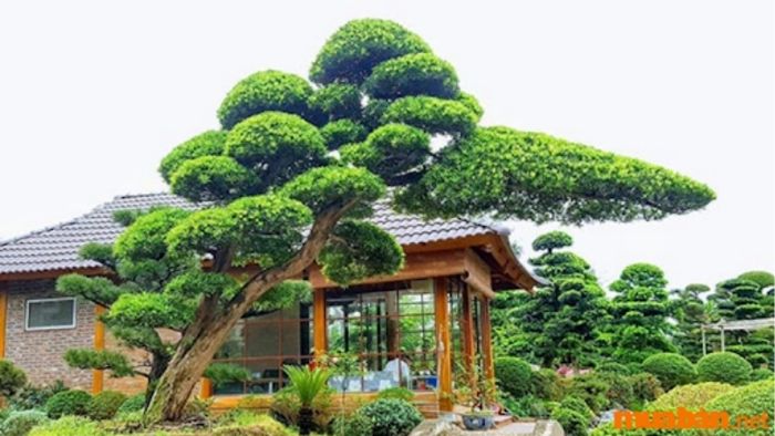 Cây Tùng La Hán dáng thác đổ lâu năm