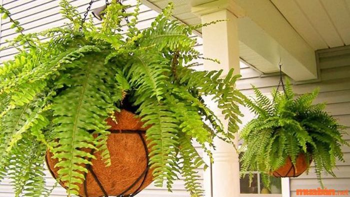 Cây dương xỉ tạo điểm nhấn cho không gian cảnh quan