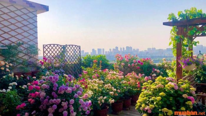 Trồng hoa trong vườn giúp làm đẹp không gian sống, mang lại vẻ thẩm mỹ độc đáo cho ngôi nhà.