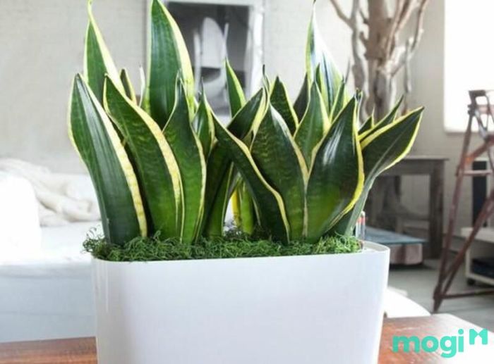 Cây lưỡi hổ ra hoa