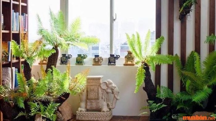 Đặt cây dương xỉ bên cạnh cửa sổ hoặc góc làm việc sẽ góp phần mang lại may mắn và thành công trong công việc của bạn.