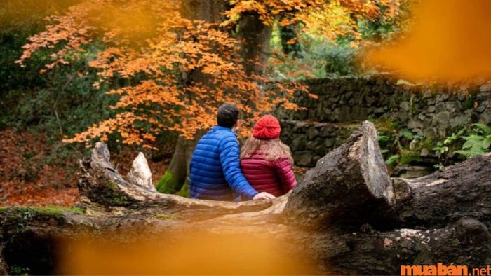 Trong tiết Xử Thử, nhiều loài thực vật bắt đầu thay lá, với màu sắc chuyển dần từ xanh sang vàng, đỏ, tạo nên một cảnh sắc rực rỡ.