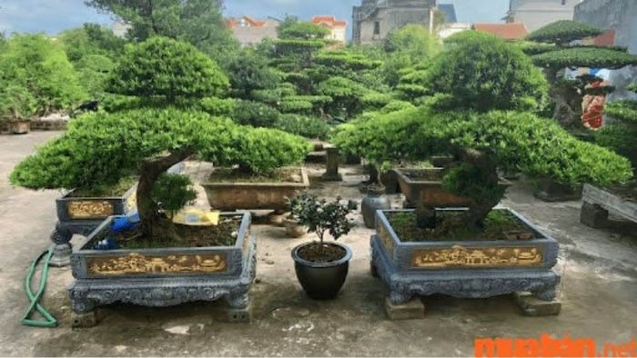 Cây Tùng La Hán với dáng vẻ đẹp mắt