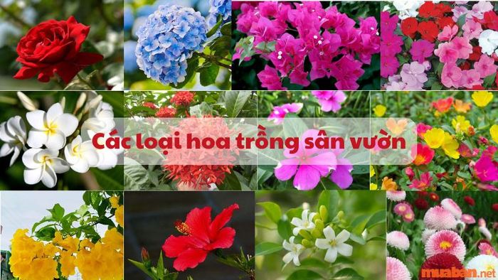15 loài hoa đẹp và ý nghĩa cho khu vườn của bạn
