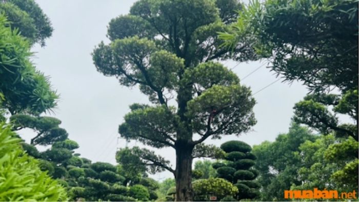 Cây Tùng La Hán dáng đứng thẳng