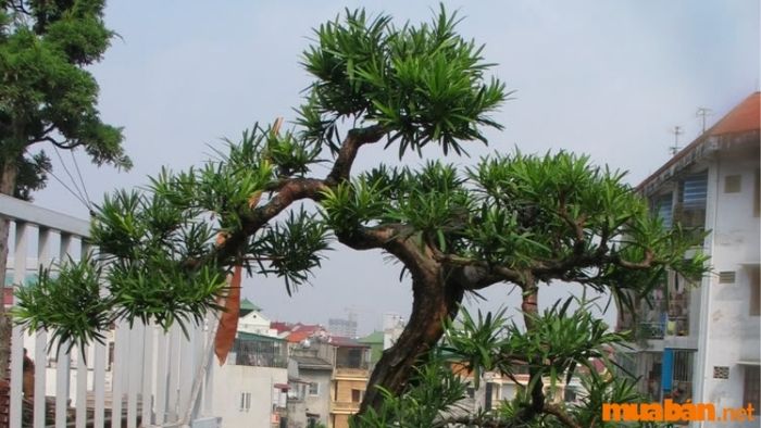 Cây Tùng La Hán dáng uốn lượn