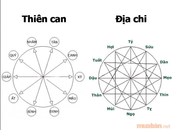 Thiên can của tuổi Tân Dậu 1981 nam mạng