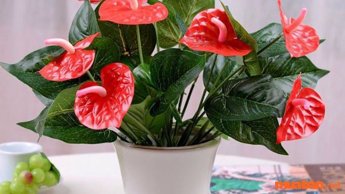 Nguồn gốc, phân loại và đặc điểm của cây hồng môn