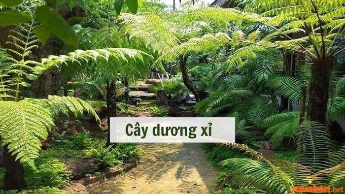 Tìm hiểu về lịch sử, ý nghĩa và cách chăm sóc cây dương xỉ hiệu quả