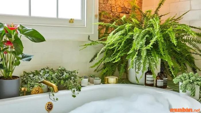 Trang trí cây dương xỉ trong phòng tắm là cách sáng tạo để mang lại sự tươi mới và cải thiện không khí cho không gian này.