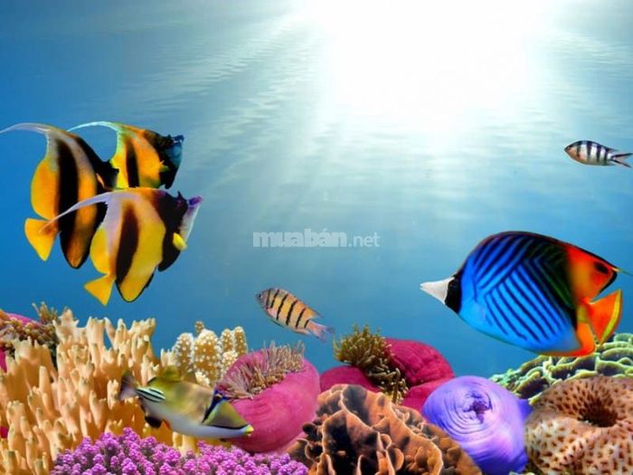 Những con số may mắn khi mơ thấy cá