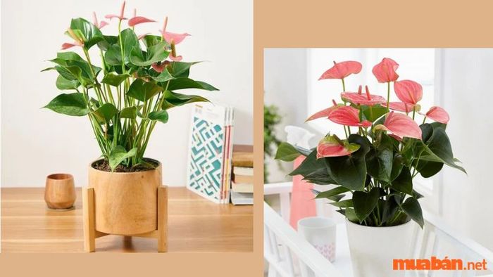 Hình ảnh minh họa về các loại cây hồng môn đẹp