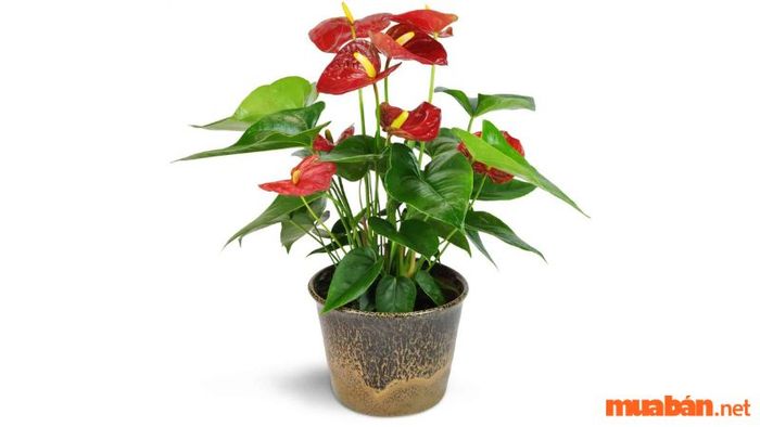 Cây hồng môn được xem là biểu tượng của sự may mắn, tài lộc và thịnh vượng.