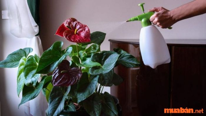Hướng dẫn trồng và chăm sóc cây hồng môn