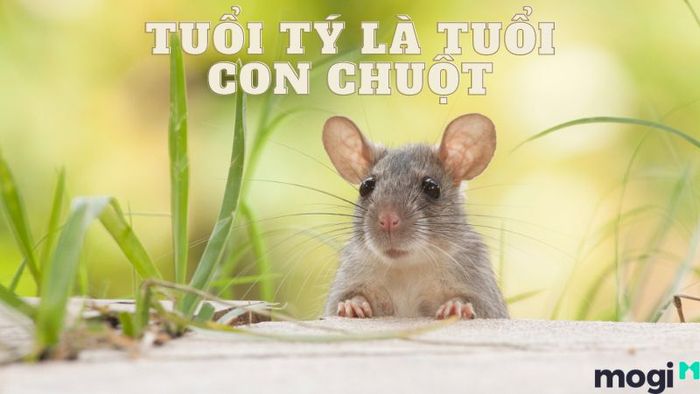 Tuổi Tý là con gì?
