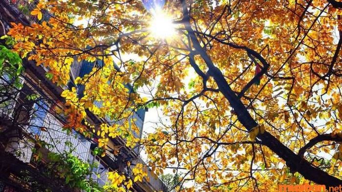Tiết Xử Thử bắt đầu khi Mặt Trời tiến gần đến vị trí của chòm sao Sư Tử trên bầu trời.