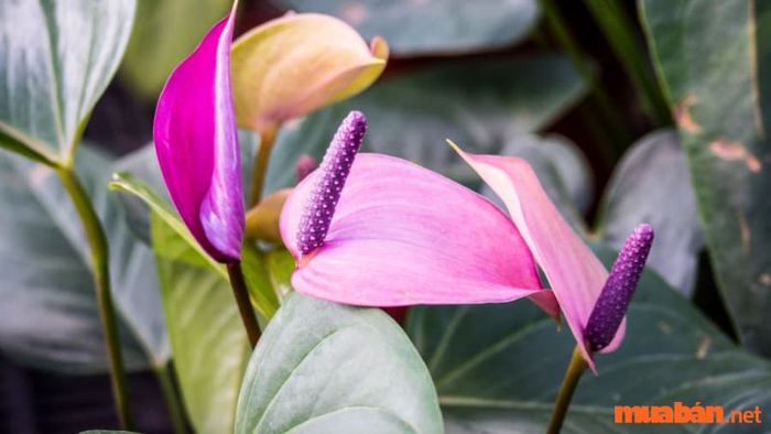 Cây hồng môn với sắc tím quyến rũ