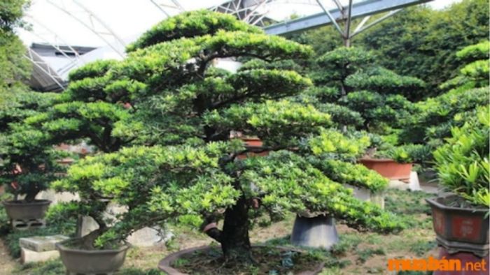 Tùng La Hán mang lại may mắn và bình an