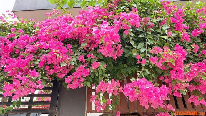 Hoa giấy