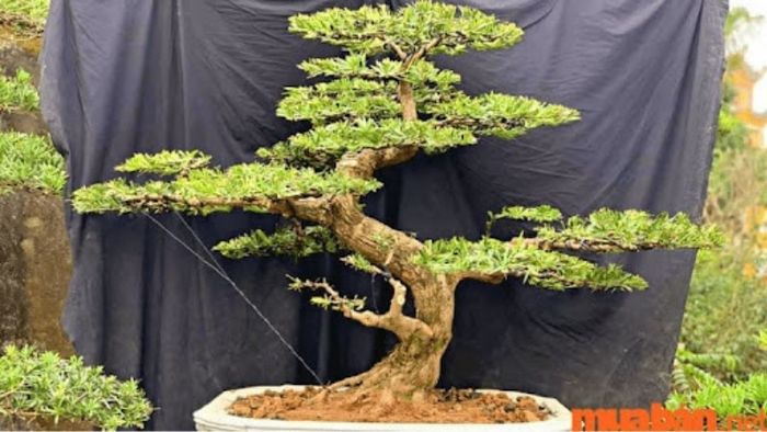 Cây Tùng La Hán dáng uốn cong