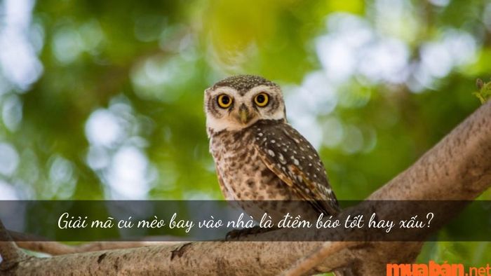 Cú mèo bay vào nhà có phải điềm tốt hay xấu? Cùng tìm hiểu nguyên nhân đằng sau hiện tượng này.