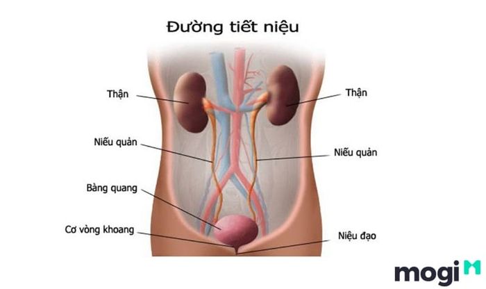 Sử dụng kết hợp sâm đất tươi và sâm đất khô giúp chữa viêm đường tiết niệu