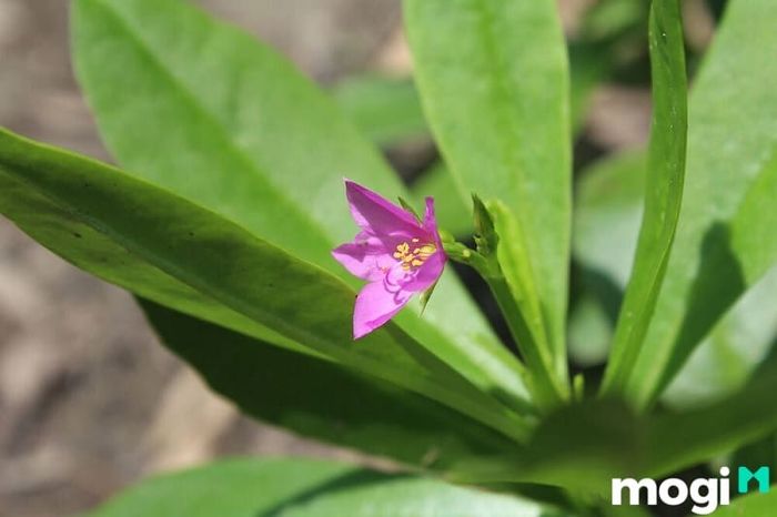 Hoa cây sâm đất có kích thước nhỏ và màu sắc hồng tím đặc trưng.