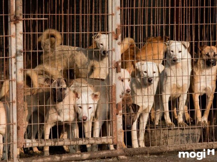 mùng 1 tránh ăn gì