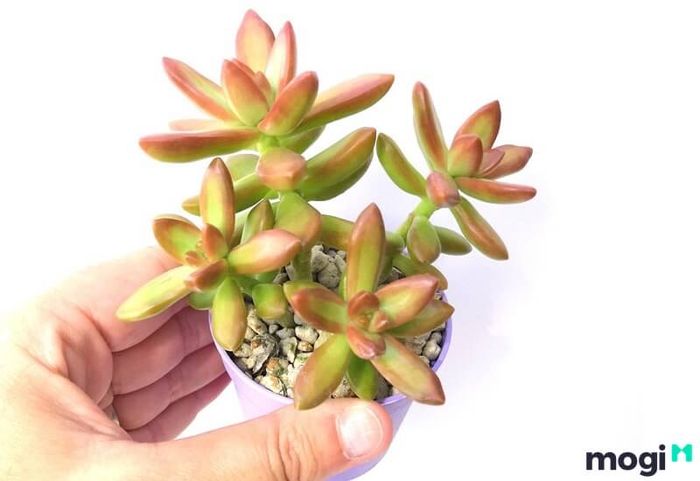 Sen Đá phù hợp với mệnh Thổ