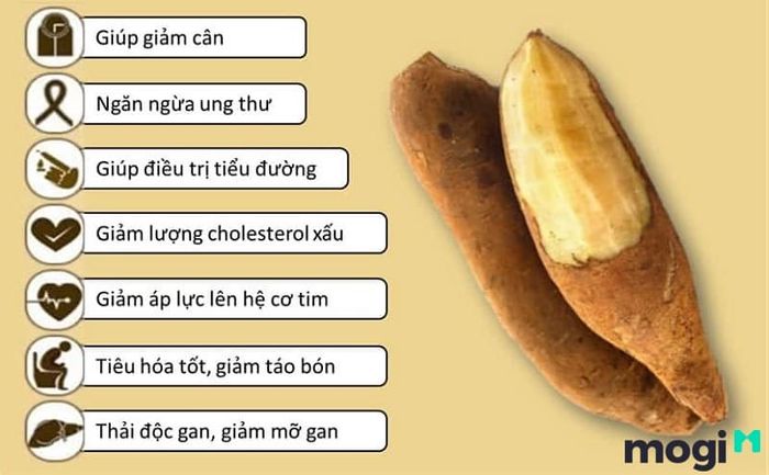 Một số công dụng nổi bật của cây sâm đất