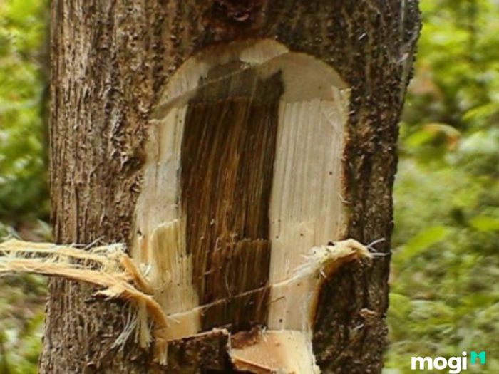 trầm hương là gì