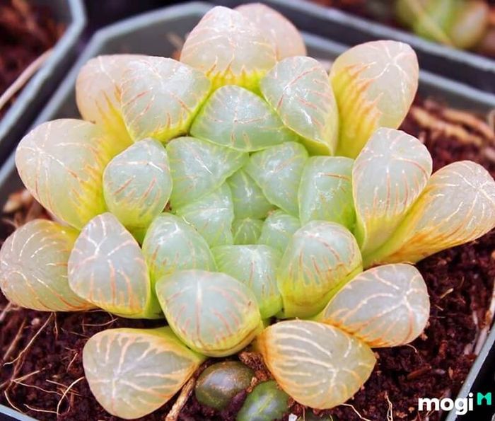 Sen Đá phù hợp với mệnh Kim