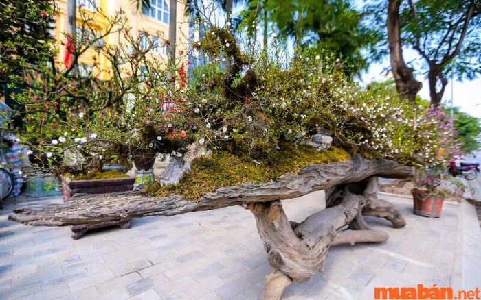 Cây nhất chi mai dáng huyền là một trong ba dáng cây phổ biến và được yêu thích nhất.