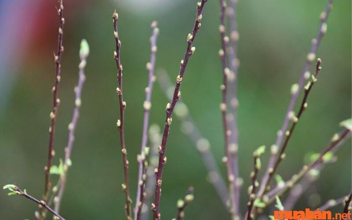 Phương pháp duy nhất để trồng cây nhất chi mai là nhân giống cây.