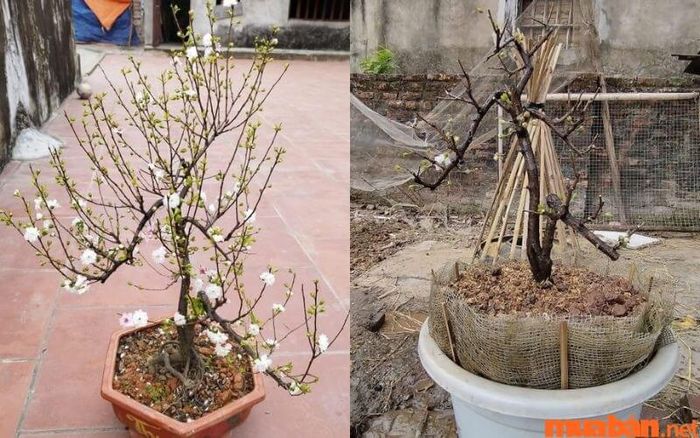 Cây nhất chi mai không thể sống trong khí hậu nóng bức, vì vậy không thích hợp trồng ở miền Nam.