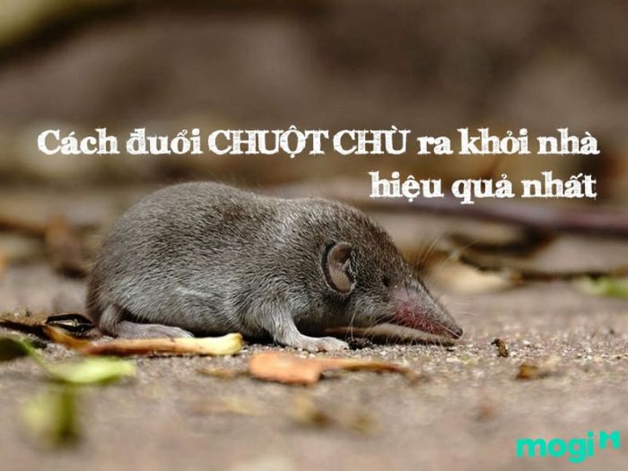 Chuột vào nhà
