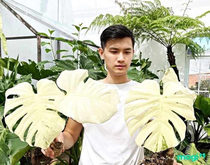 Trầu bà đột biến lá xẻ Nam Mỹ có vẻ đẹp rất độc đáo