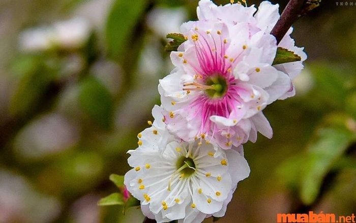 Nhất chi mai thuộc họ hoa hồng, là loài hoa đẹp và nổi bật với vẻ ngoài ấn tượng.