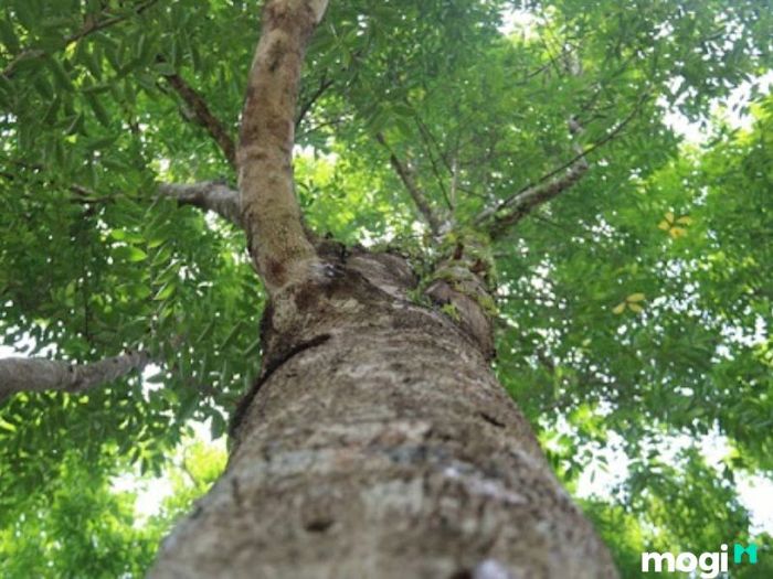 trầm hương là gì