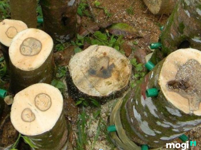 trầm hương là gì?