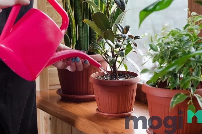 Chăm sóc cây cảnh mang lại sự tích cực và cải thiện tinh thần cho bạn.