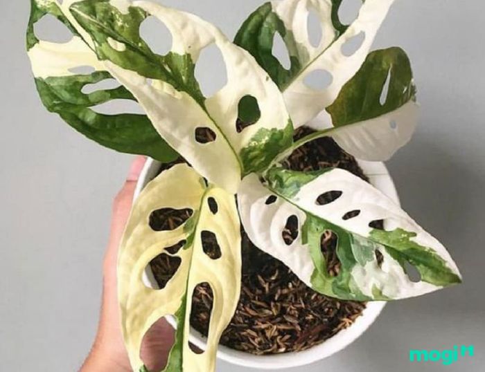 Trầu bà lá lỗ đột biến là một giống cây đặc biệt